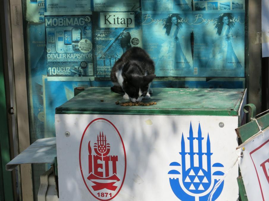 Straßenkatze in Istanbul